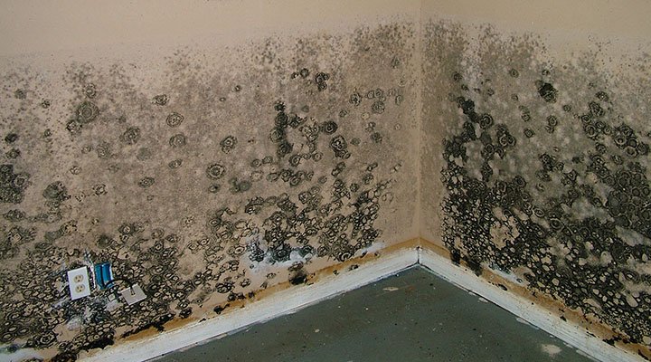 mold fort lauderdale home